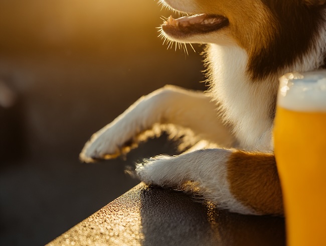 Tennessee dog-friendly breweries